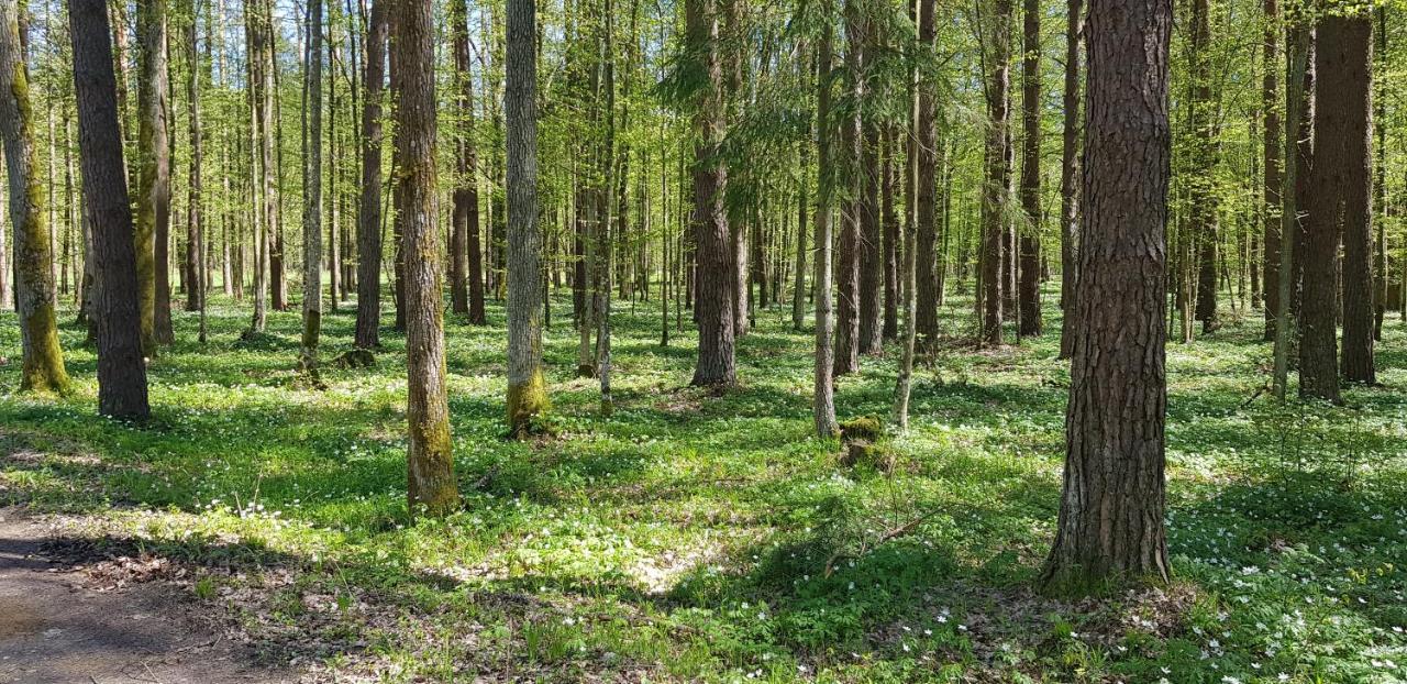 Zdalnie Z Lasu - Siedlisko W Puszczy Bialowieskiej Narewka Dış mekan fotoğraf